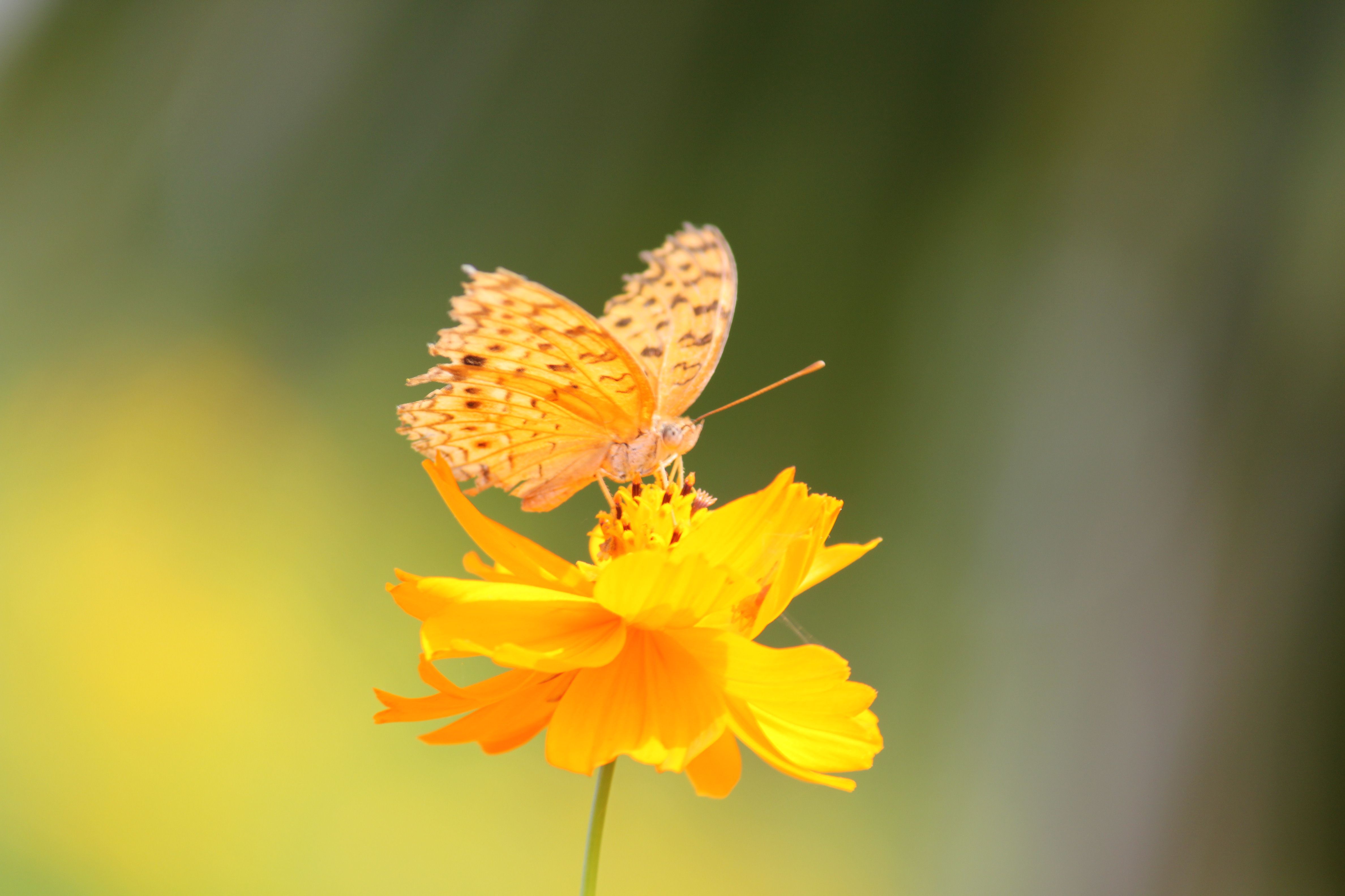 Жёлтые бабочки Эстетика