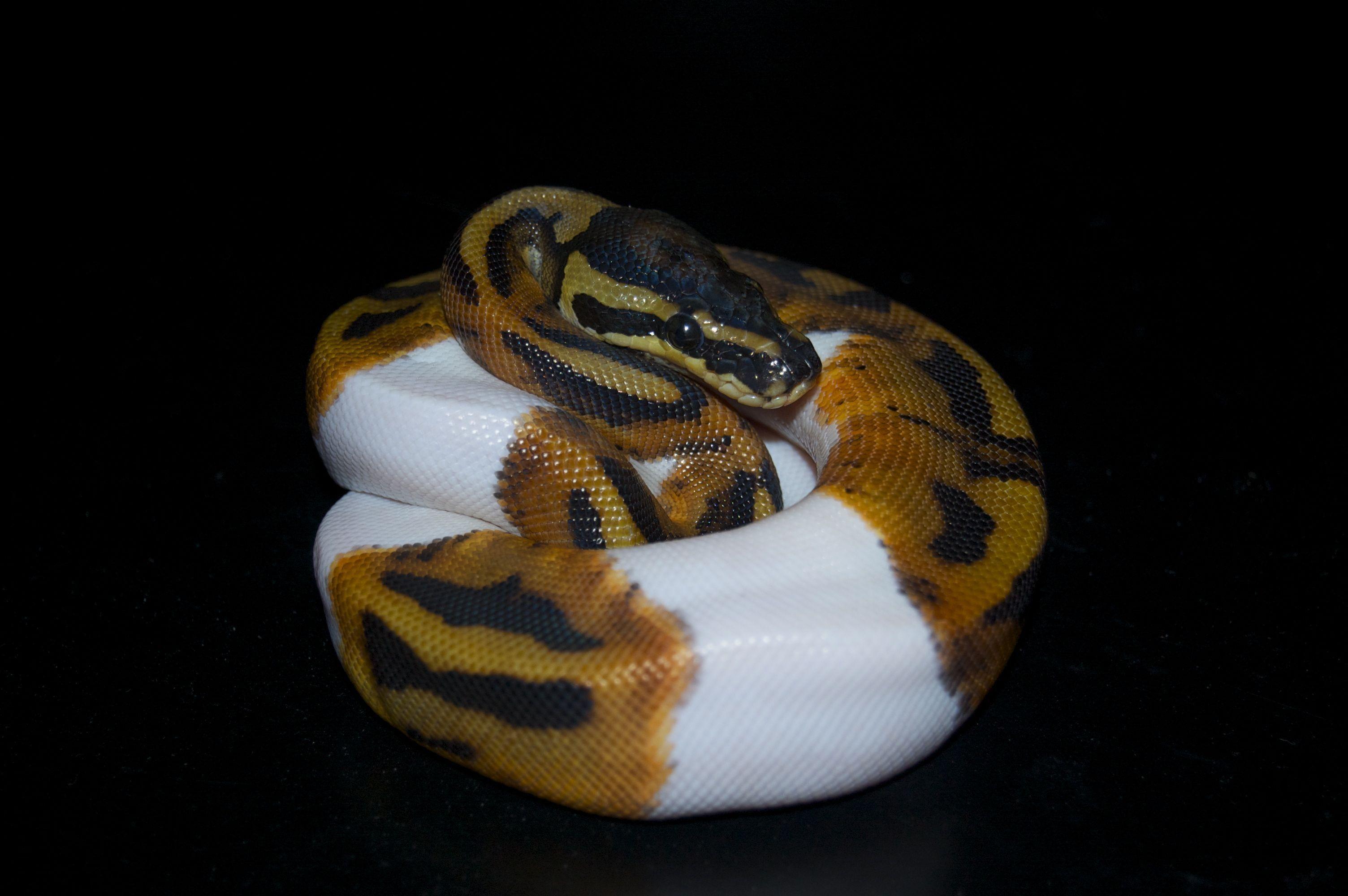 Банановый Шар Python