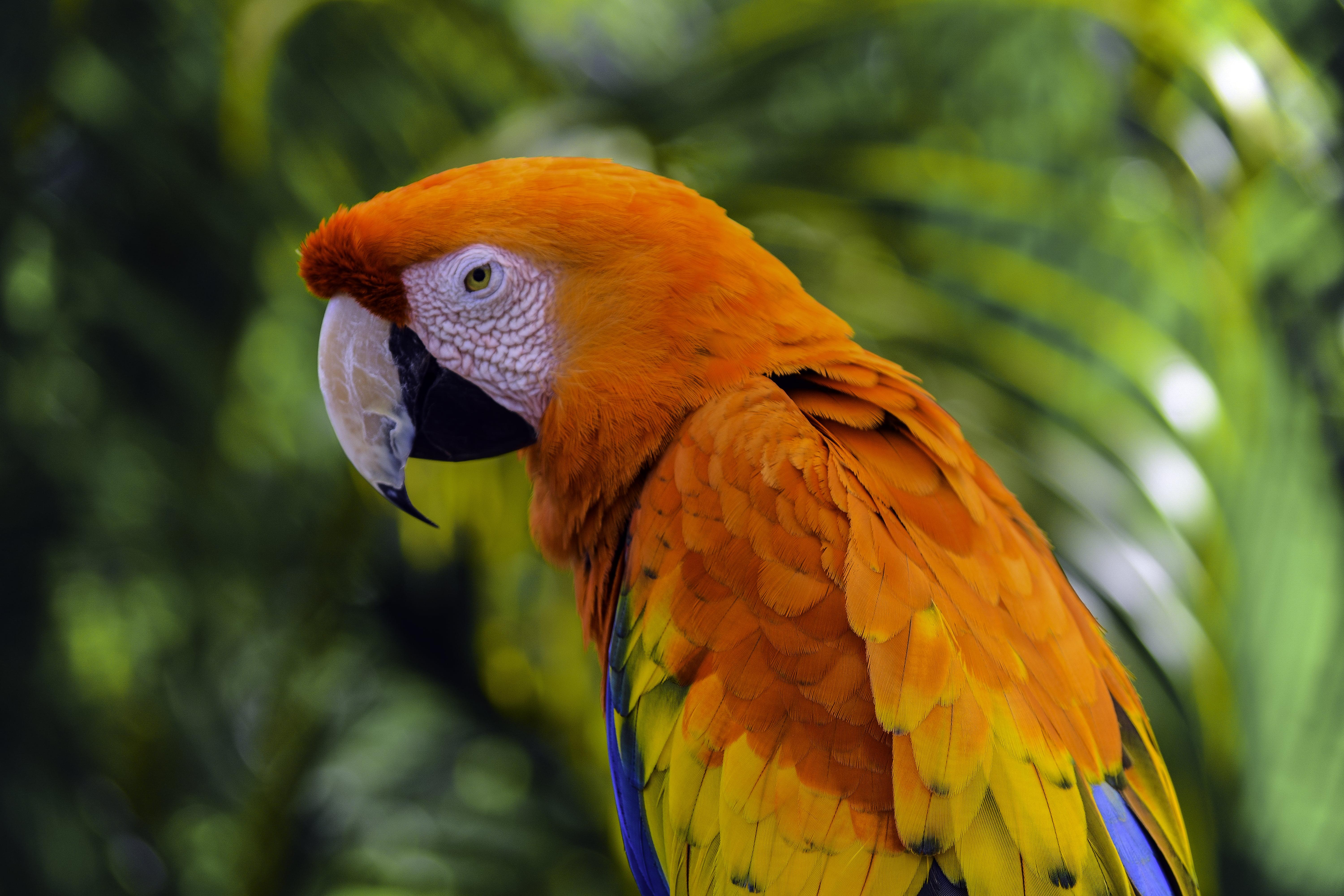 Какаду оранжевый. Жёлто-зелёный доминиканский ара. Попугай ара оранжевый. Попугай ара анфас. Попугай ара оранжевый голубой.