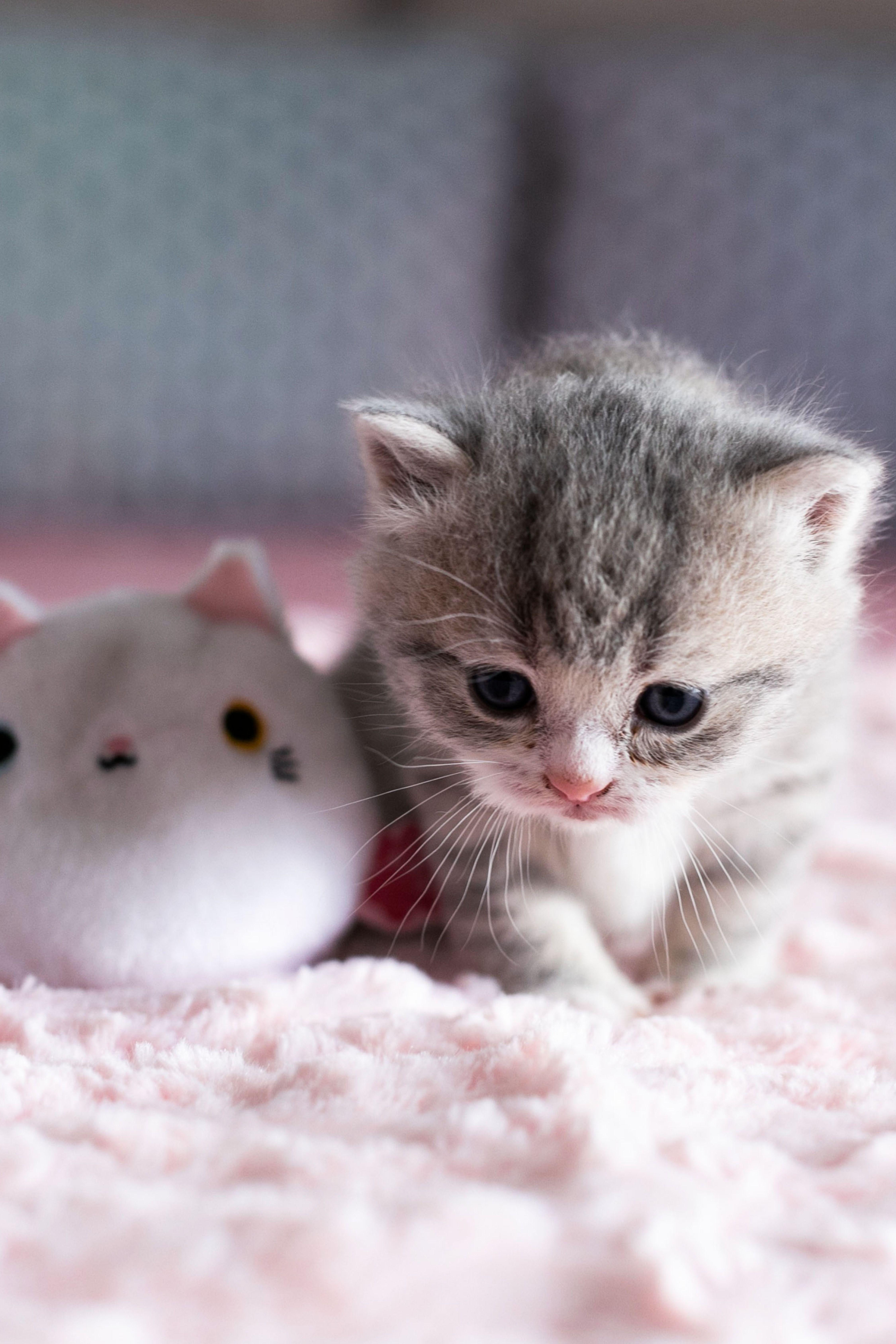 Какие милые картинки. Милые котики. Милый котик. Маленькие котики. Котята милашки.