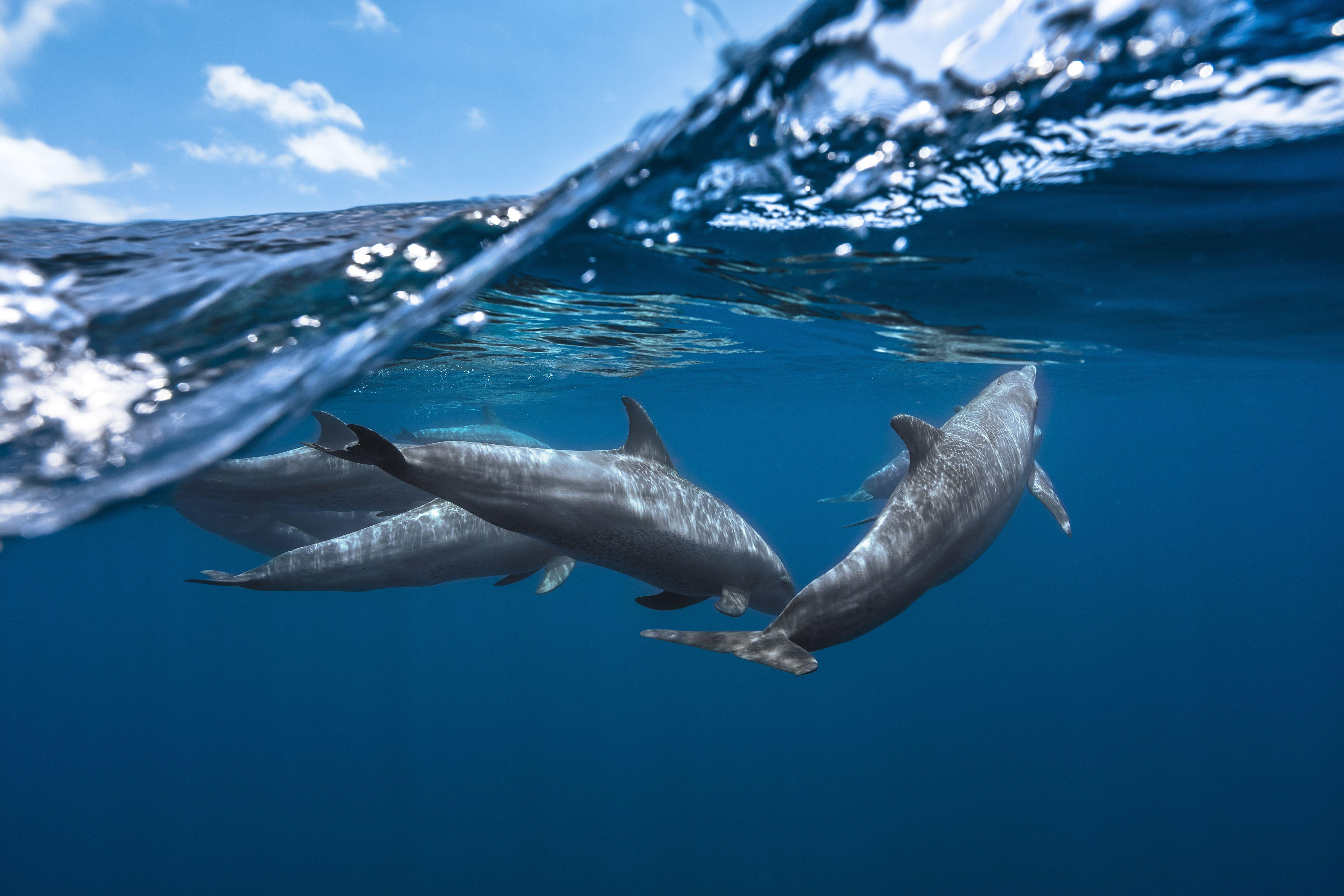 Океанические Дельфины