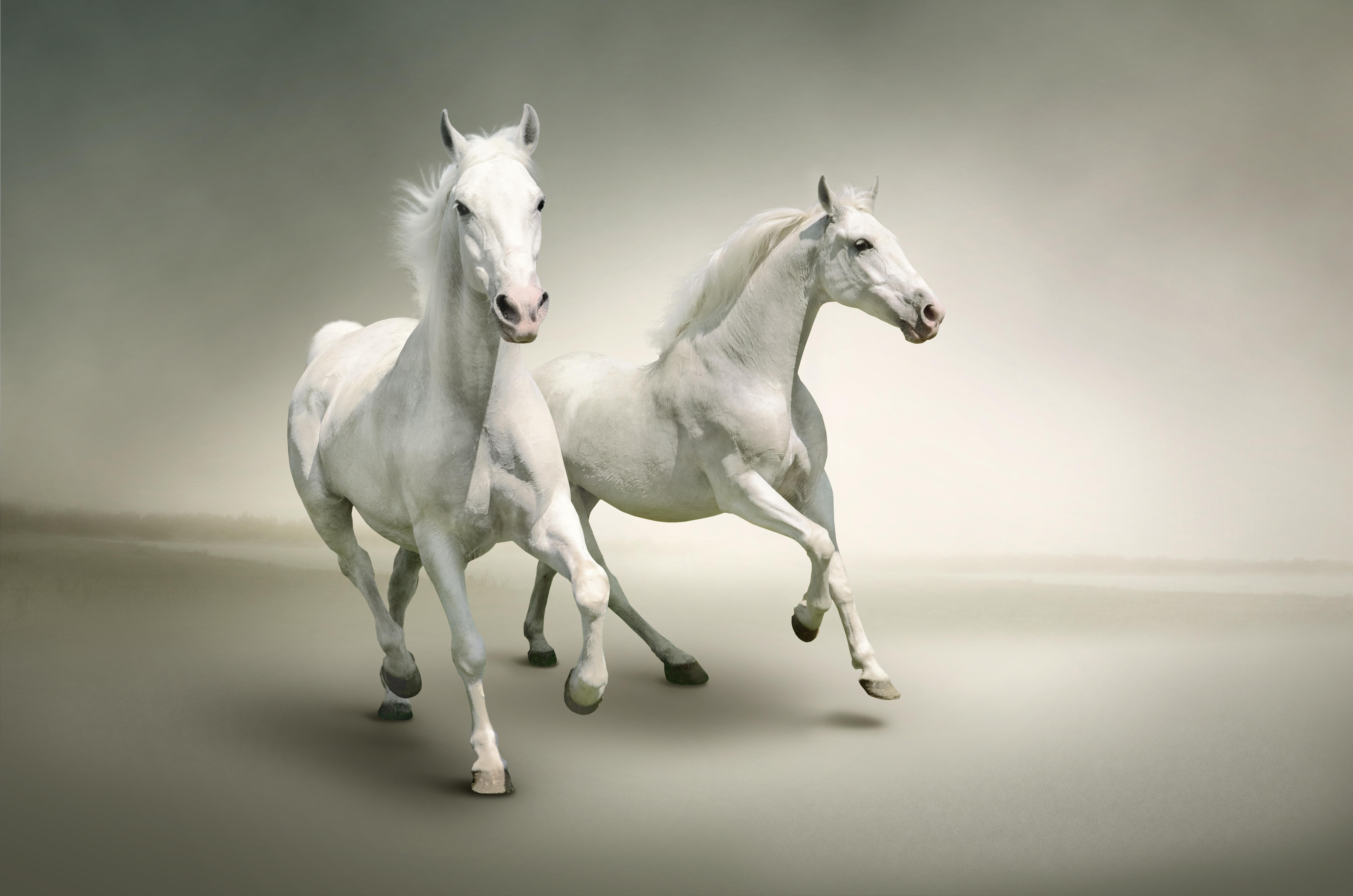 Постеры с лошадьми для интерьера