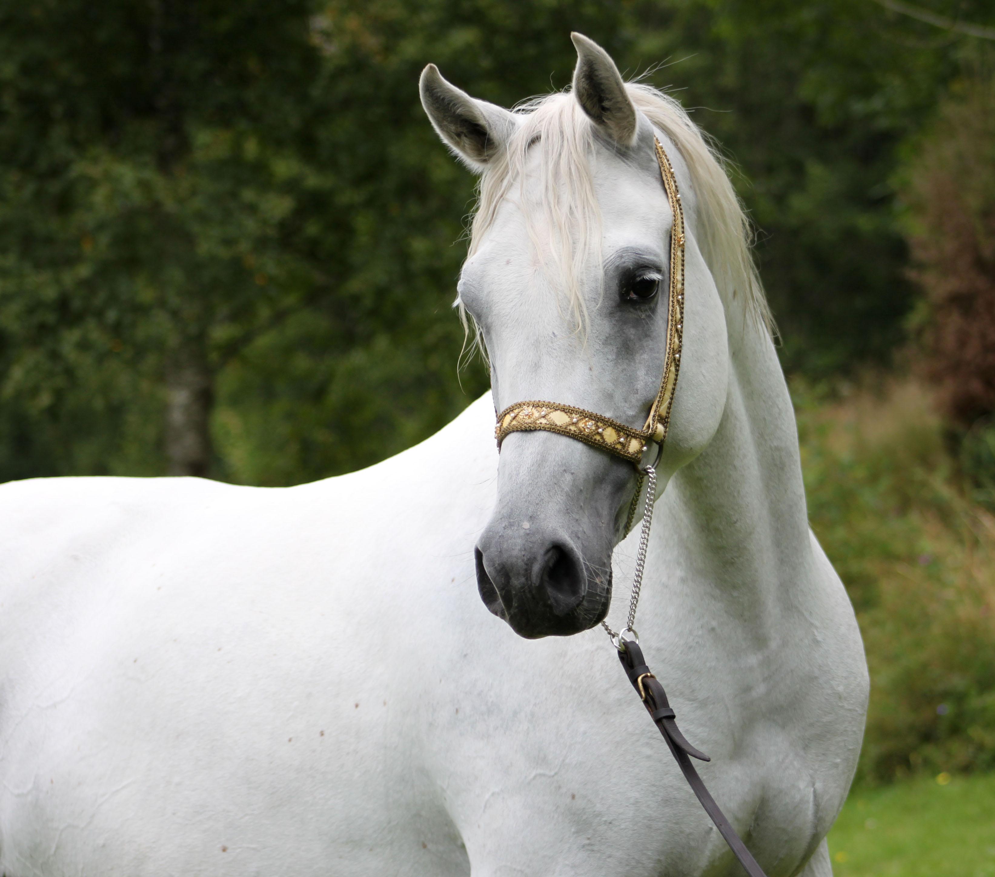 Белоснежные лошадки. Белая лошадь. Красивая белая лошадь. Морда белой лошади. Белый жеребец.
