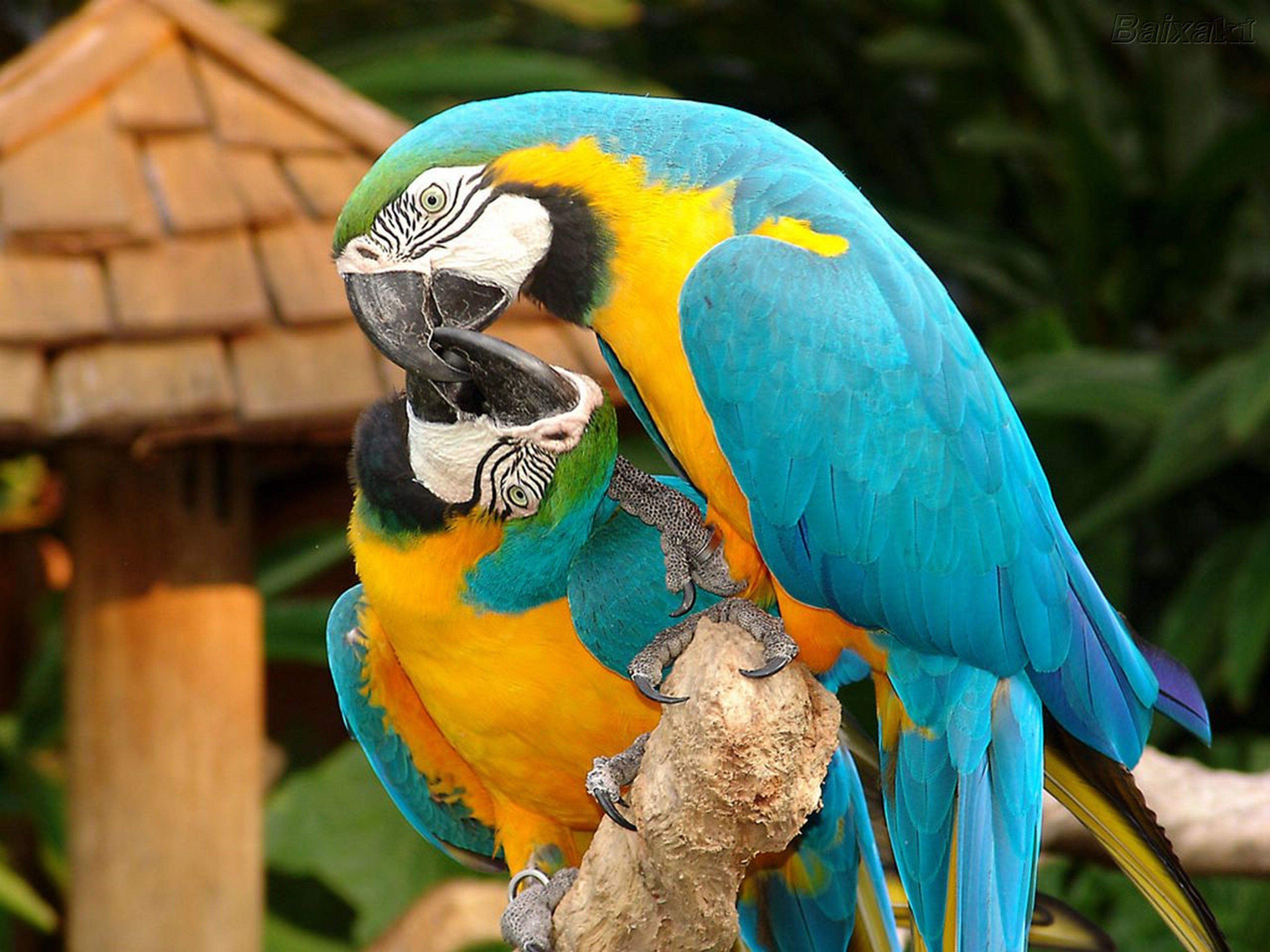 Желто голубой ара