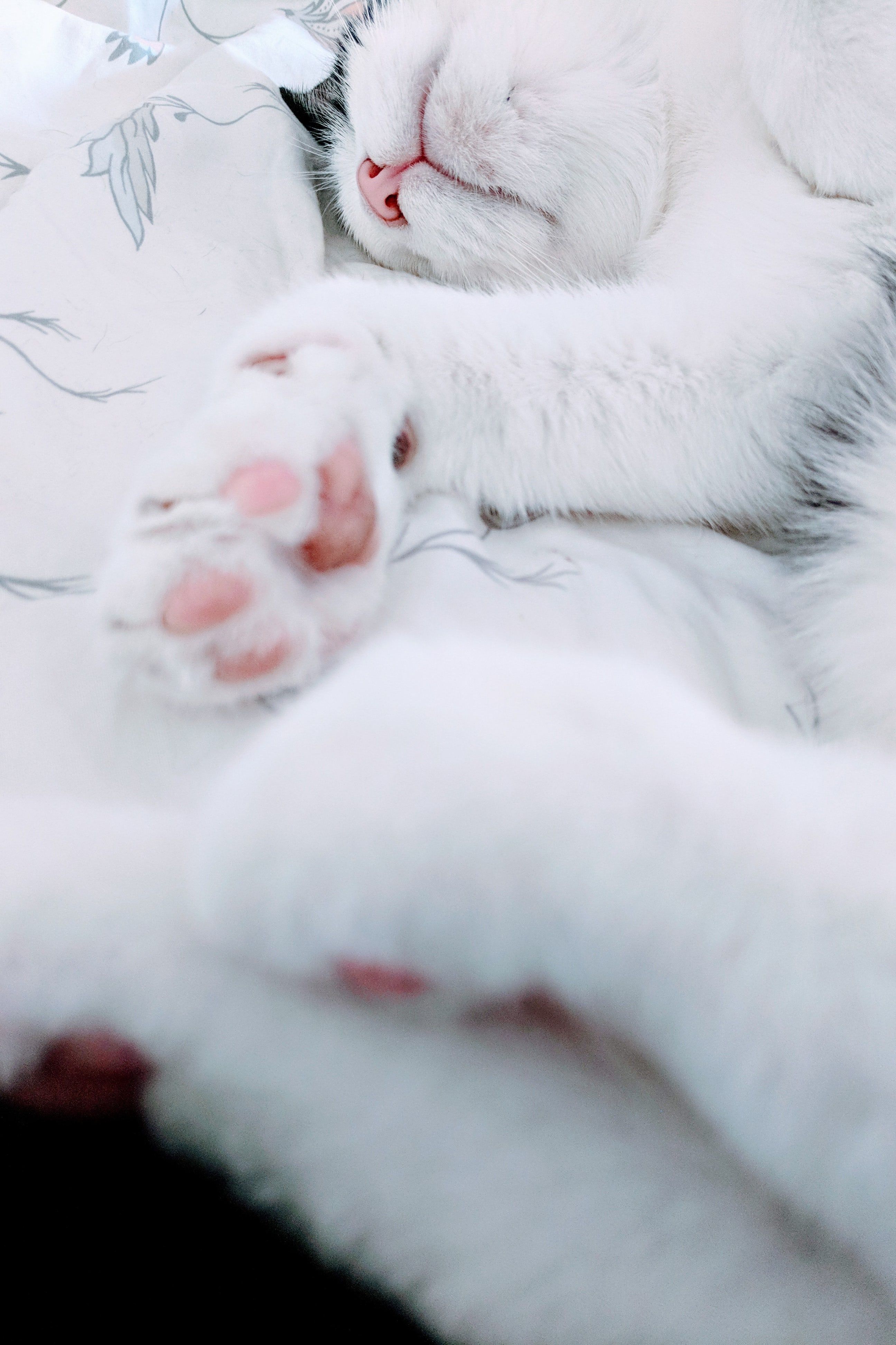 Белая лапка котика