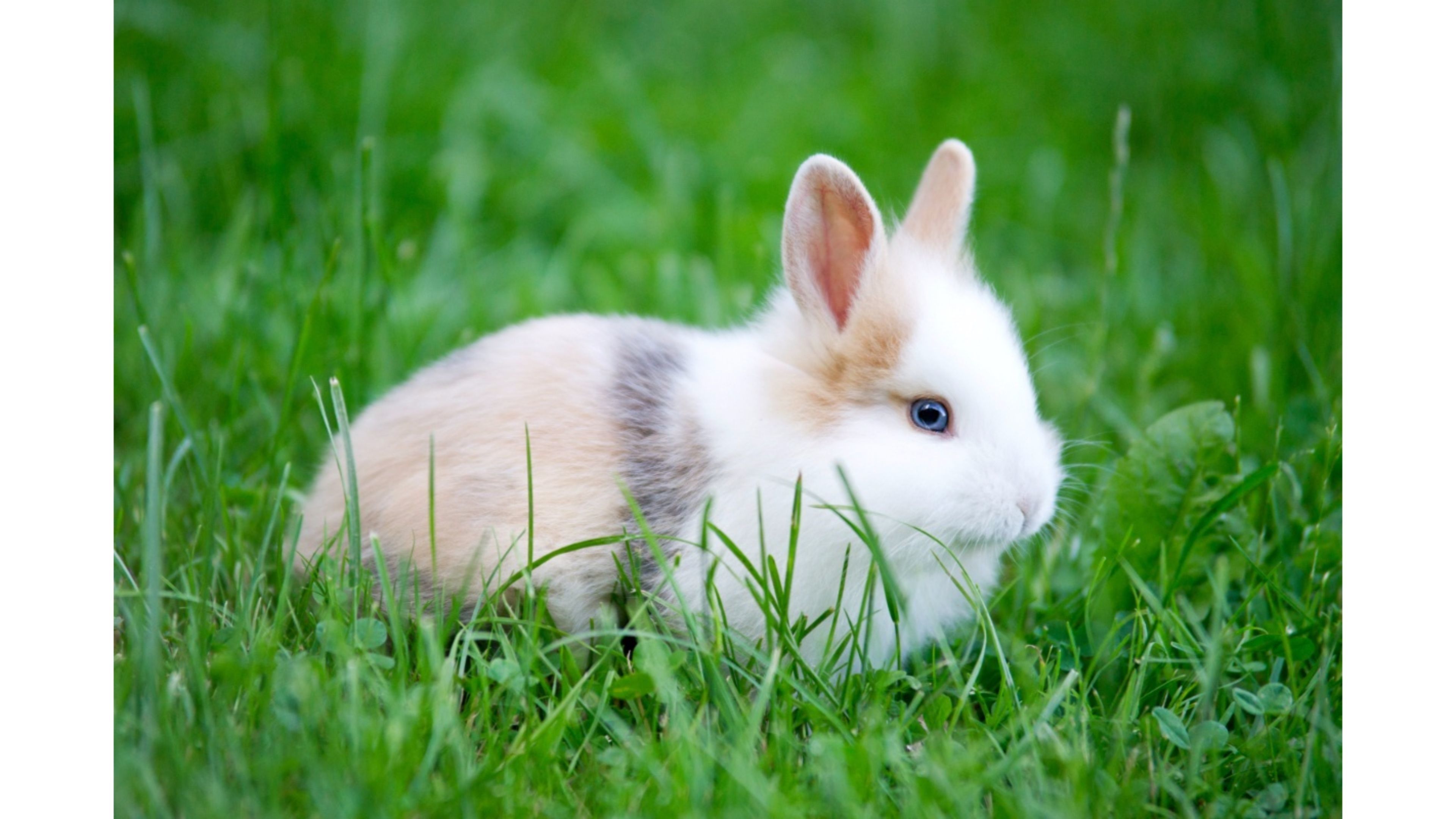 Кролик года жизни. Кролик. Кролик фото. Красивый кролик. Крольчонок.