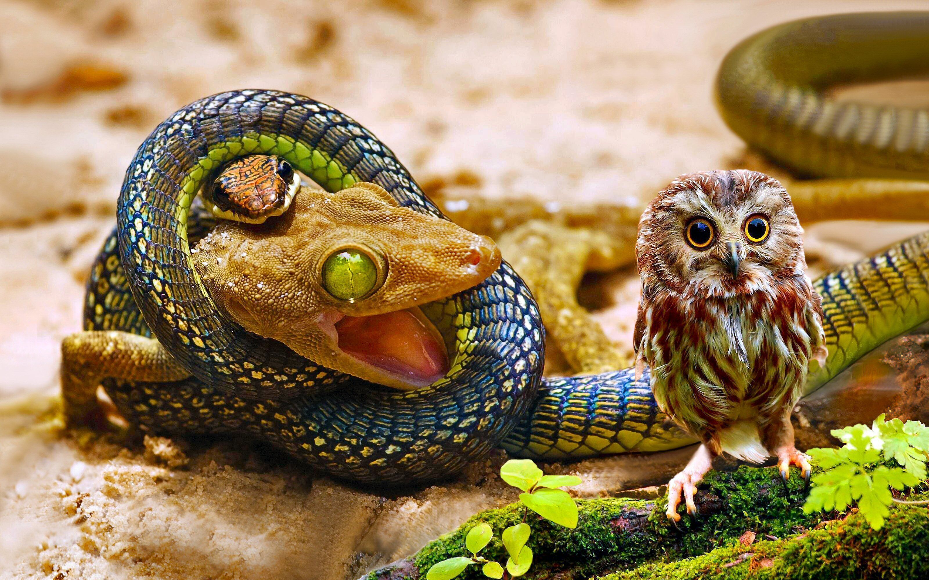 Покажи пресмыкающиеся. Пресмыкающиеся ящерицы. Пресмыкающиеся змея. Холоднокровные животные ящерица. Чешуйчатые змеи пресмыкающиеся.