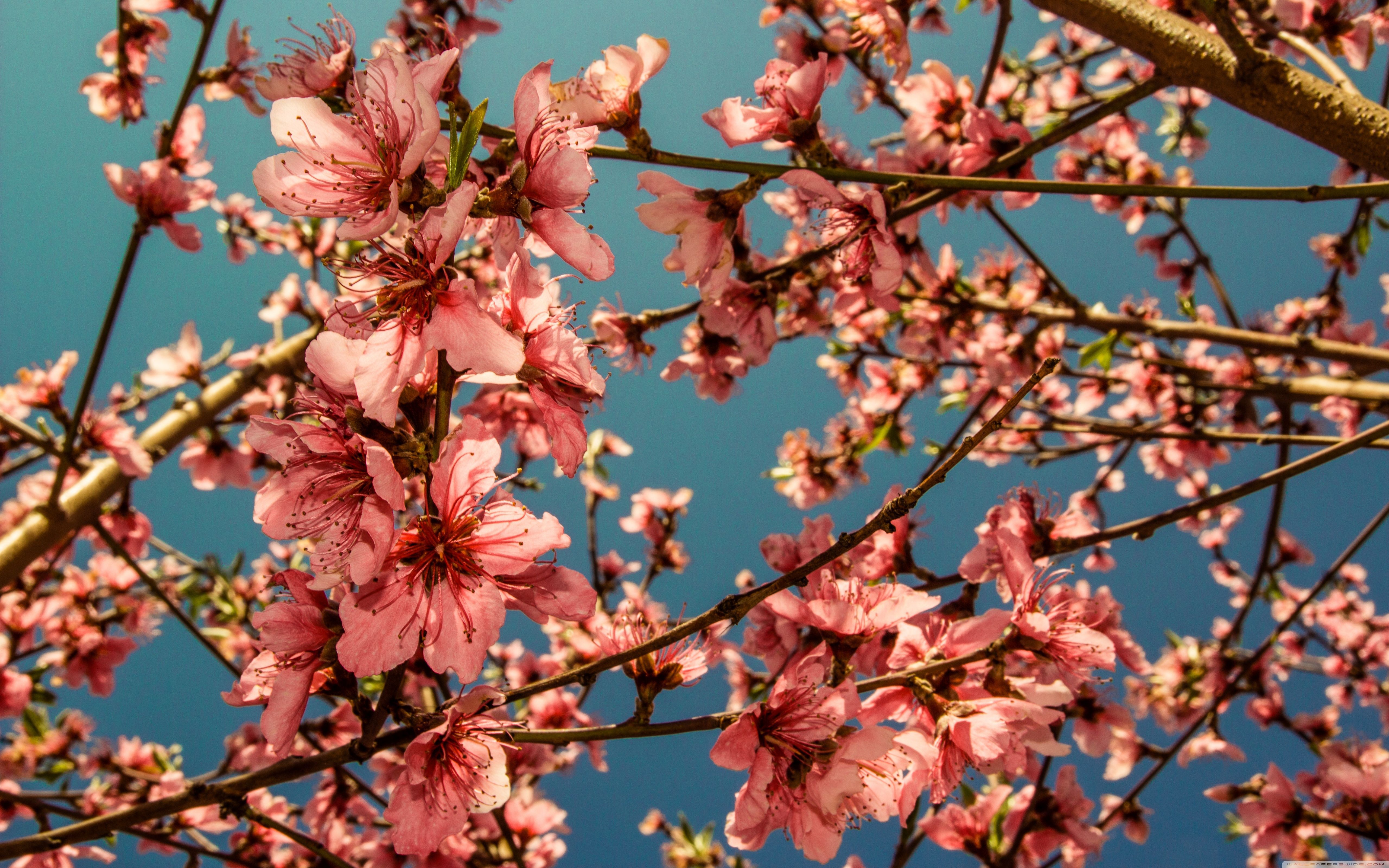Цветущее дерево персика. Персик дерево цветение. Персиковое дерево цветет Сакура. Нектарин цветение. Дерево нектарин цветет.