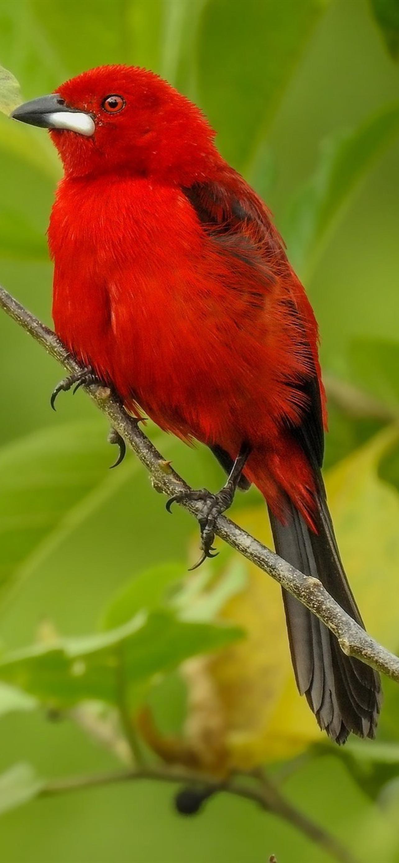 Красные и зеленые посмотрите. Красная птица. Птичка красного цвета. Птица с красными перьями. Маленькая красная птица.